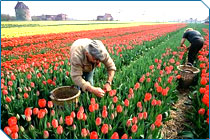 Harvesting Tulips, Netherlands